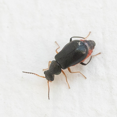 Ebaeus