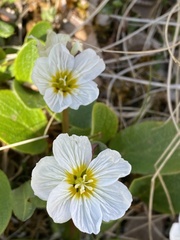 Claytonia acutifolia