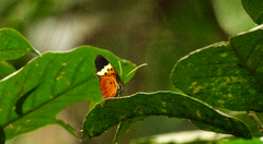 Melinaea menophilus zaneka