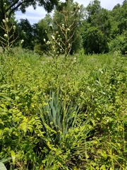 Yucca arkansana