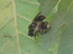 Andrena florea