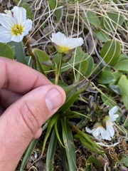 Claytonia acutifolia