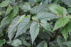 Begonia × buimontana