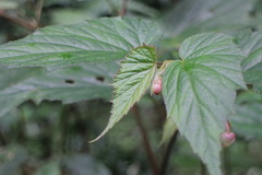 Begonia × buimontana