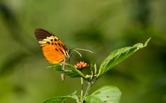 Melinaea menophilus zaneka