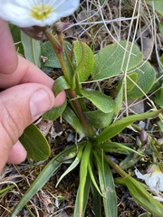 Claytonia acutifolia