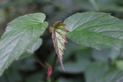 Begonia × buimontana
