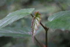 Begonia × buimontana