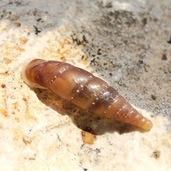 Stigmatica stigmatica