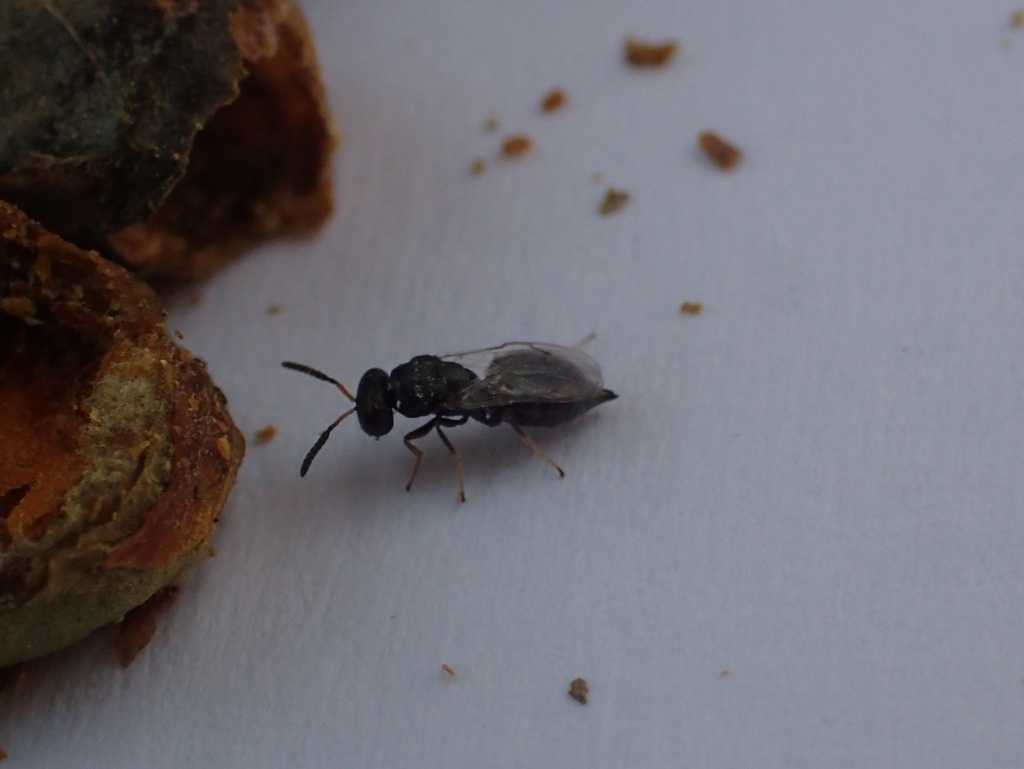 Pteromalus apum