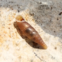 Stigmatica stigmatica