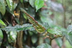 Begonia × buimontana