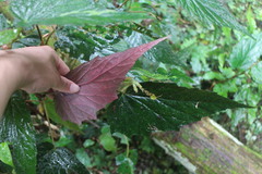 Begonia × buimontana
