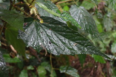 Begonia × buimontana