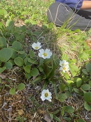 Claytonia acutifolia