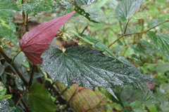 Begonia × buimontana