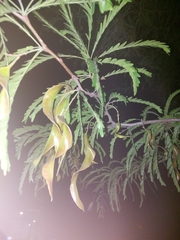 Gleditsia triacanthos