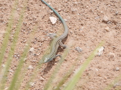 Aspidoscelis neomexicanus