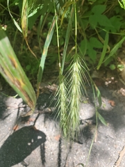 Elymus macgregorii