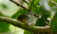 Hypocnemis peruviana