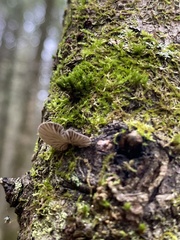 Resupinatus alboniger