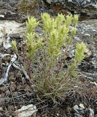 Castilleja flava
