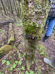 Resupinatus alboniger