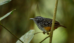 Hypocnemis peruviana