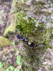 Resupinatus alboniger