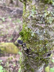 Resupinatus alboniger