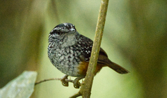 Hypocnemis peruviana