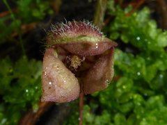 Asarum lemmonii