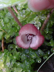 Asarum lemmonii