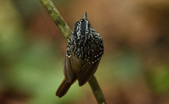 Hypocnemis peruviana