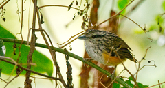 Hypocnemis peruviana