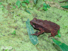 Rhinella ornata