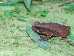 Rhinella ornata