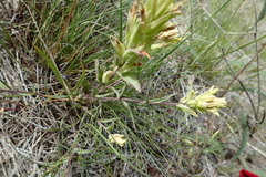 Castilleja flava