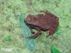 Rhinella ornata