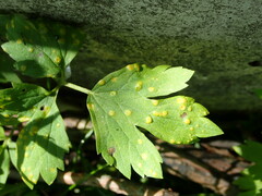 Aecidium ranunculi-acris