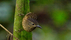 Thripadectes melanorhynchus