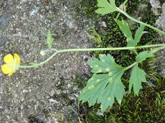 Aecidium ranunculi-acris