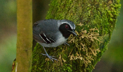 Myrmoborus myotherinus