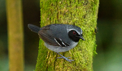 Myrmoborus myotherinus