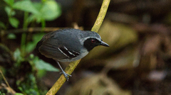 Myrmoborus myotherinus
