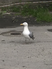 Larus argentatus