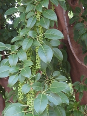Phytolacca dioica