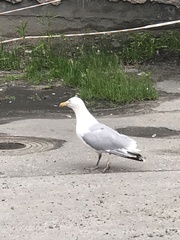 Larus argentatus