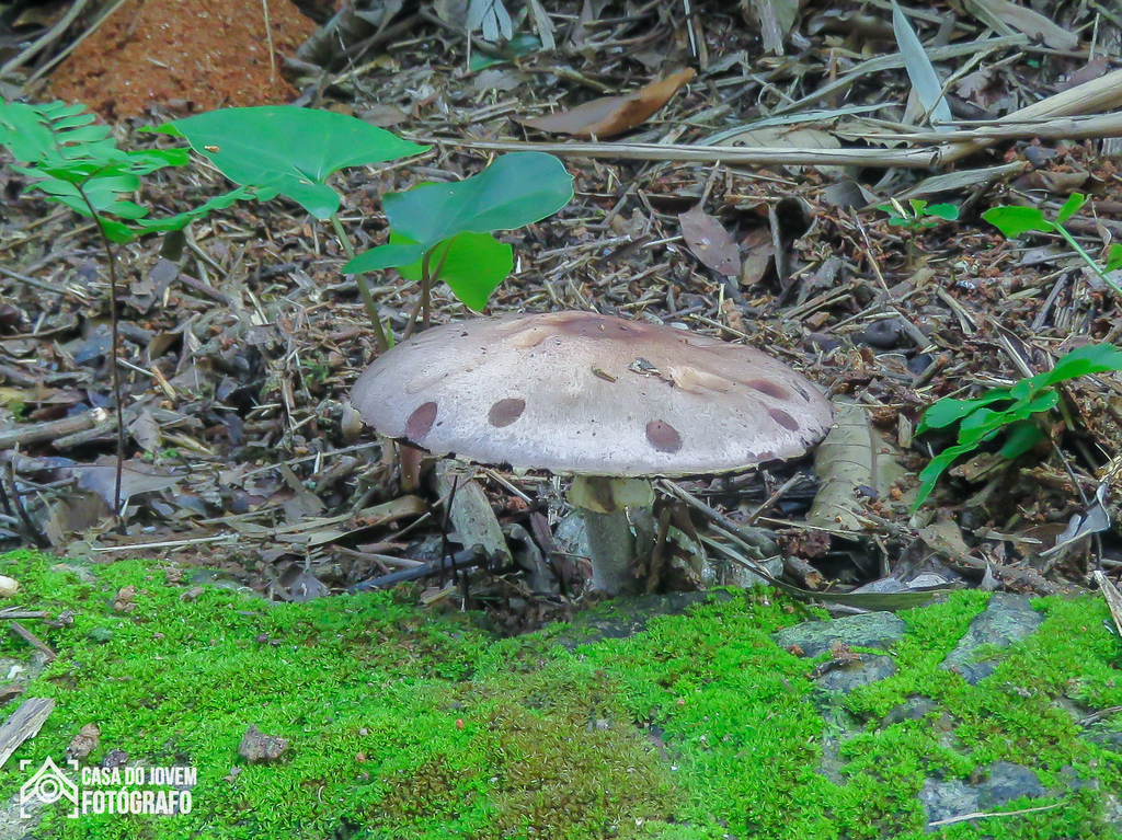 Agaricus subrufescens · June 2022 · photo: © diogoluiz (iNaturalist, cc-by)