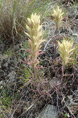 Castilleja flava